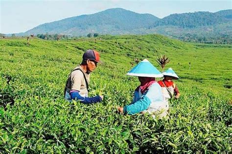 Perkebunan Teh Kayu Aro Kerinci Terbesar Ke 2 Di Dunia