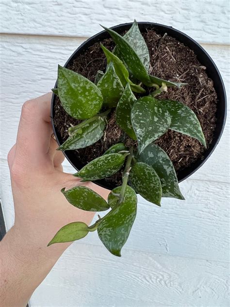 Hoya Krohniana Silver Splash In Succulent Love