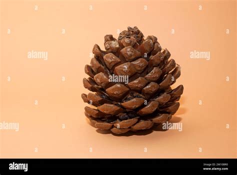 Single Pine Cone Isolated Against A Beige Background Stock Photo Alamy