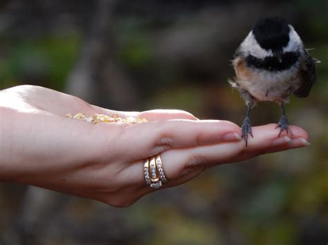 This bird's face looks like Venom : r/mildlyinteresting