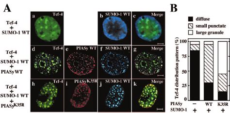 Colocalization Of Piasy And Tcf In The Nucleus A Representative