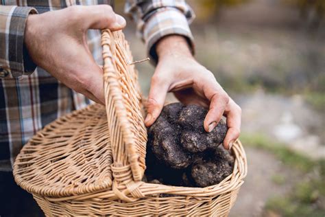 La Raccolta Dei Tartufi Leggi E Calendario Tartuber