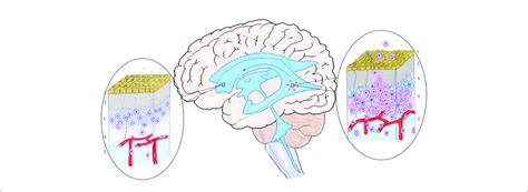 The Relationship Between The Mutation Of Neural Stem Cells In The