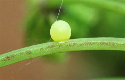 Life Cycle of the Black Swallowtail Butterfly (Papilio polyxenes ...