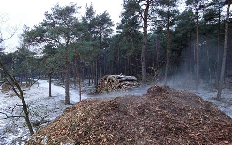 Saw Dust And Pine Needles Composting Composthoop Van Houts Flickr