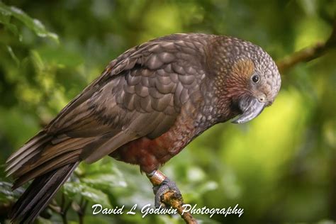 Australia and New Zealand - KaKa Bird - David L Godwin Photography