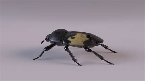 Beetles Bundle 3d Model Turbosquid 1714177