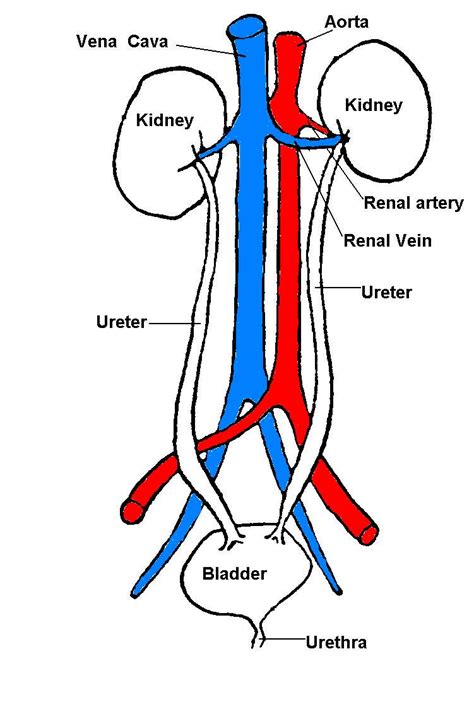 Diagram Of Urinary System