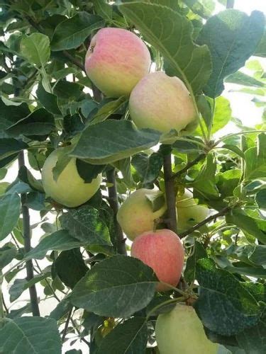 Ber Well Watered Kashmiri Apple Plant For Fruits At Rs Piece In Nagaon