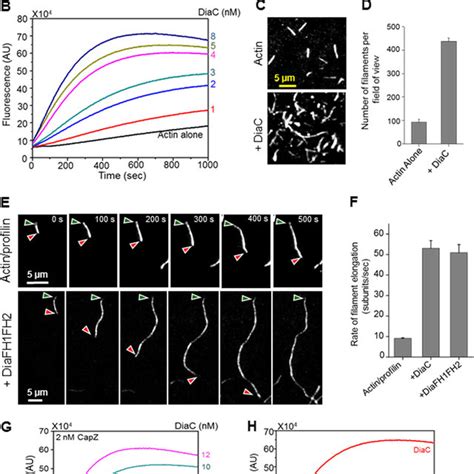 Drosophila Dia Nucleates Actin Assembly Accelerates Filament