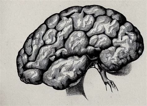 An Old Anatomical Drawing Of The Brain In Ink Stable Diffusion OpenArt