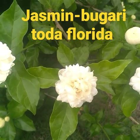 jasmin bugari a flor maís cheirosa do Brasil YouTube