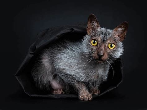 Lykoi / Werewolf Cat: The Essential Guide | Pets4You