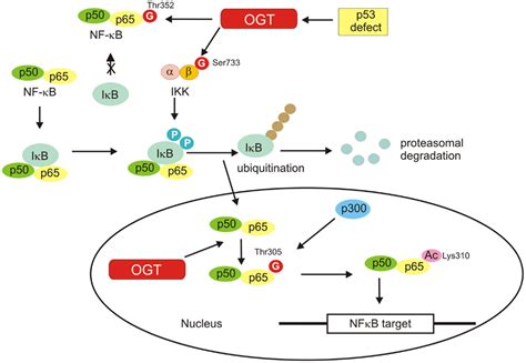 Frontiers O Glcnacylation And Metabolic Reprograming In Cancer