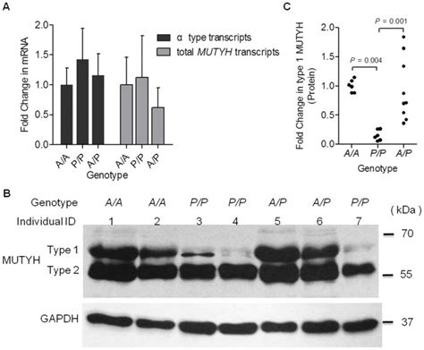 A Transcriptional Analysis By Qrtpcr Of Mutyh Targets In Pbmcs From