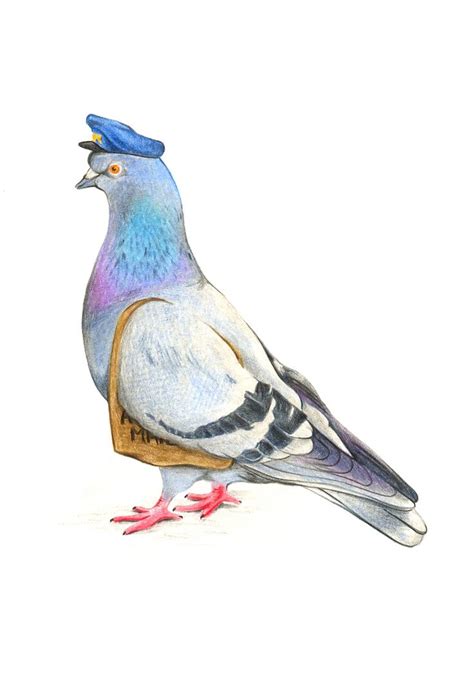 Pigeon Book Drawing - Drawing.rjuuc.edu.np