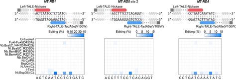 CRISPR Free Strand Selective DNA Base Editing By Introducing Nickase