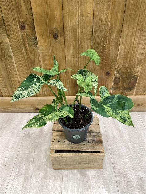 Hankō Syngonium P Mottled Mojito Plante rare 12 30 cm