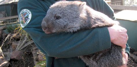 On Sait Enfin Pourquoi Les Cacas Des Wombats Sont Cubiques Slate Fr