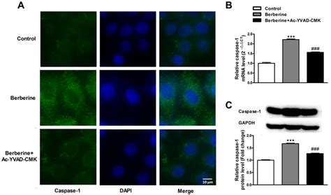 Caspase 1 Inhibitor Ac YVAD CMK Reverses The Inhibitory Effect Of