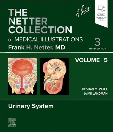 netter collection  medical illustrations urinary system volume