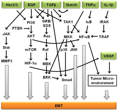 Frontiers Crosstalk Of Oncogenic Signaling Pathways During Epithelial