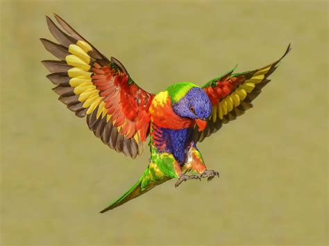 Rainbow Lorikeet Nesting: A Complete Guide | Birdfact