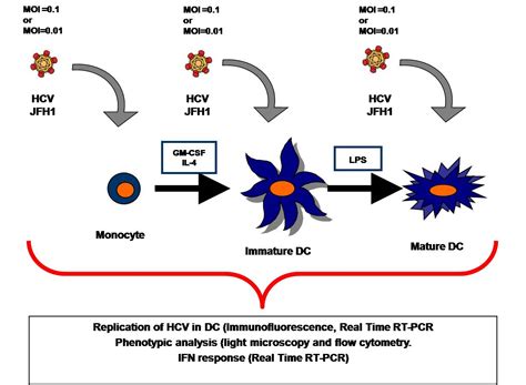 Hepatitis C Virus Modulates Human Monocyte Derived Dendritic Cells