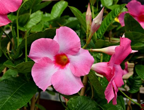 Dipladenia Plant Care Guide Plantly