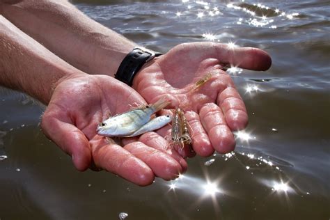 Everglades Science | Audubon Florida