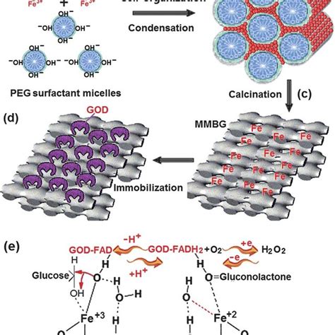 Schematic Of Synthesis Of MMBG And Immobilization Mechanism Of GOD A