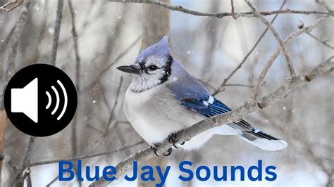 Blue Jay Calls Blue Jay Sounds Youtube