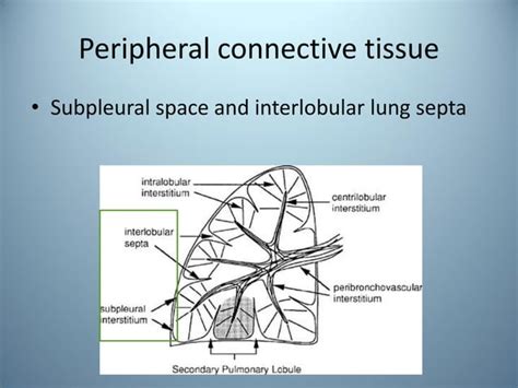 Pulmonary Interstitium Ppt