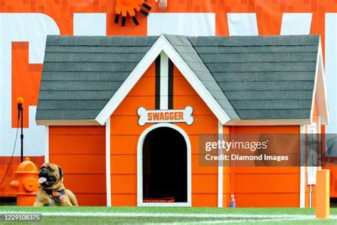 Cleveland Browns Mascot Photos and Premium High Res Pictures - Getty Images