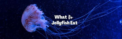 What Do Jellyfish Eat The Truth Behind Their Diet