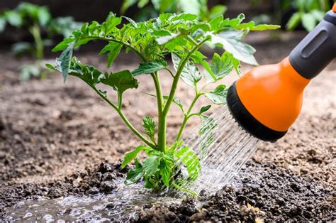 Comment Planter Des Tomates En Pleine Terre Guide Tape Par Tape