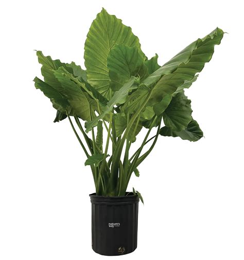 Costa Farms Live 30 Inch Tall Trending Tropicals Collection Monstera Esqueleto Bright Indirect