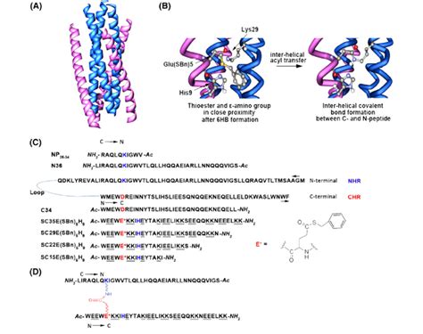 Schematic Representation Of The Hiv 1 Gp41 And The N And C Peptide