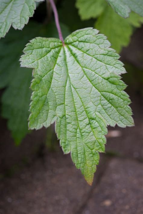 Bildet Tre Natur Gren Anlegg Sollys Blomst Sommer Gr Nn