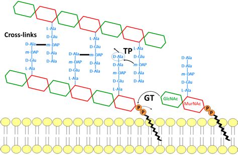 Penicillin Binding Protein