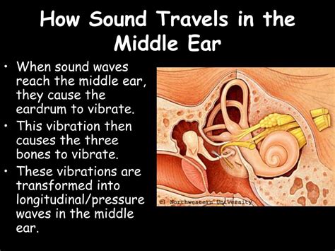 Ppt The Human Ear Powerpoint Presentation Free Download Id 3704280