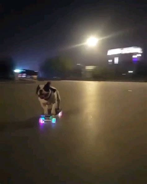 This dog has some skateboarding skills. : r/oddlysatisfying