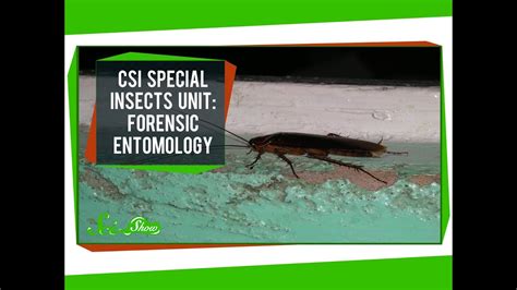 How Is Entomology Used In Forensic