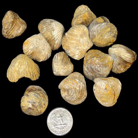 Brachiopods