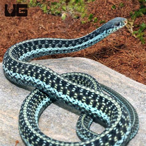 Florida Blue Garter Snakes For Sale Underground Reptiles