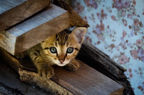 壁纸 晶须 小猫 动物群 4928x3264 Px 脊椎动物 特写 猫像哺乳动物 中小型猫 大花猫 孟加拉