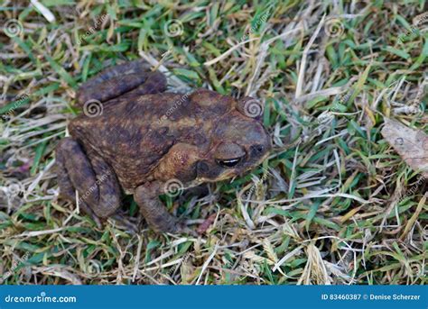 Cane toad stock image. Image of pest, invasive, australia - 83460387