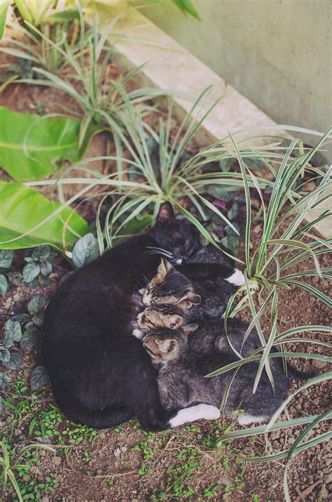 "Cat Nursing Kittens In Garden" by Stocksy Contributor "Dominique ...