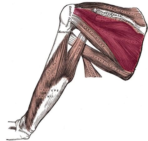 infraspinatus muscle
