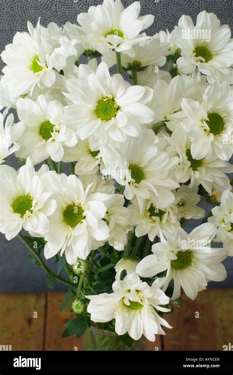 White Chrysanthemums High Resolution Stock Photography And Images Alamy